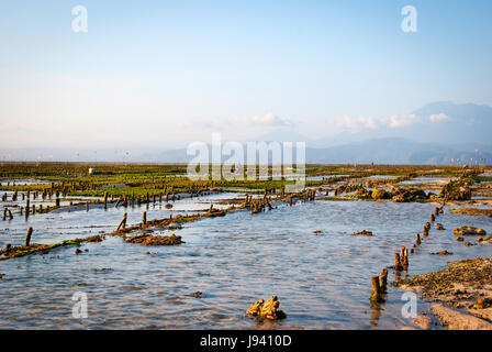 Fattoria di alghe campo in Nusa Lembongan, Indonesia Foto Stock