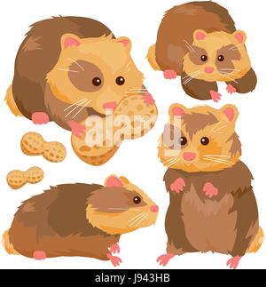 Animali domestici di criceto su sfondo bianco. Carino porcellino d'India che mangia spuntini di arachidi. Illustrazione vettoriale Illustrazione Vettoriale