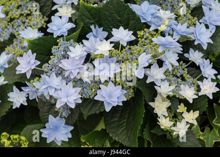 Hydrangea macrophylla 'fuochi d'artificio Blue' Foto Stock