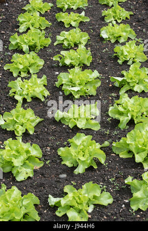 Lattuga giovane "Clarion" impianti in righe in un orto. Maggio. Regno Unito Foto Stock