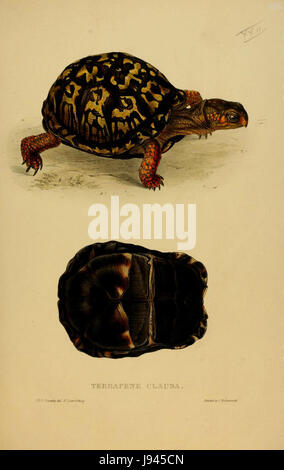 La pubblicazione del 1872 di Sowerby & Lear presenta un'illustrazione di Terrapene carolina, la tartaruga della scatola orientale, una specie originaria del Nord America. L'illustrazione fornisce preziose informazioni sull'aspetto e sulla biologia della specie. Foto Stock