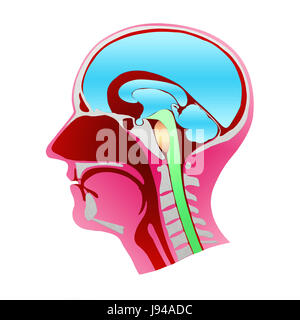 La dissezione della testa umana profilo con tutti gli elementi che lo compongono. Concetto di anatomia Foto Stock