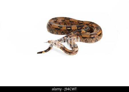 Pericolo, opzionale, rettile, pelle, snake, Viper, snakeskin, macro close-up, Foto Stock