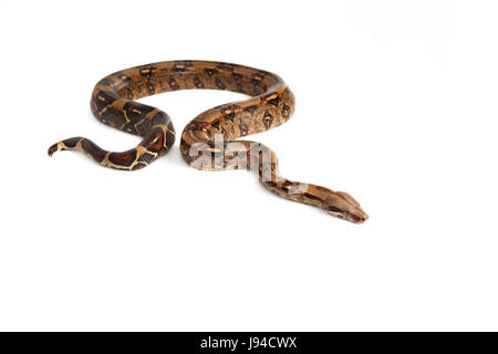 Pericolo, opzionale, rettile, pelle, snake, Viper, snakeskin, macro close-up, Foto Stock