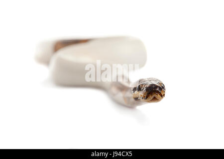 Pericolo, opzionale, rettile, pelle, snake, Viper, snakeskin, macro close-up, Foto Stock