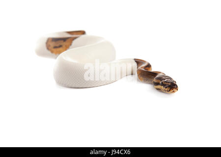 Pericolo, opzionale, rettile, pelle, snake, Viper, snakeskin, macro close-up, Foto Stock