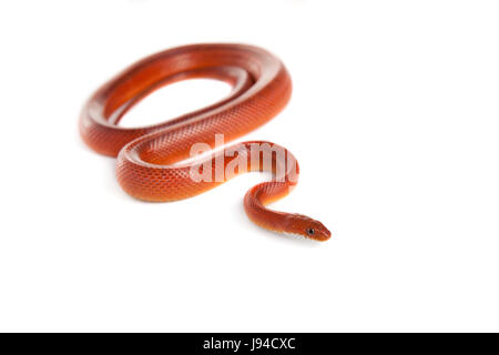 Pericolo, opzionale, rettile, pelle, snake, Viper, snakeskin, macro close-up, Foto Stock