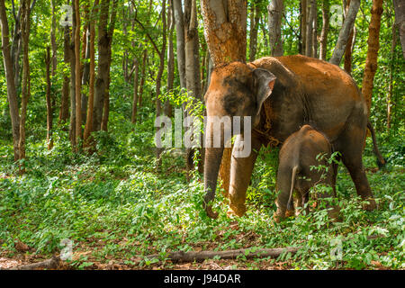 Vitello di elefante succhiare il latte dalla sua mamma. Foto Stock