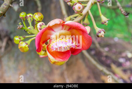 L'infiorescenza di palla di cannone, ad albero che fiorisce e porta frutto contemporaneamente, Peradeniya giardino botanico, Kandy, Sri Lanka. Foto Stock