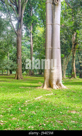 Il tronco del baobab sul prato di Paradeniya Royal Botanical Garden, Kandy, Sri Lanka Foto Stock