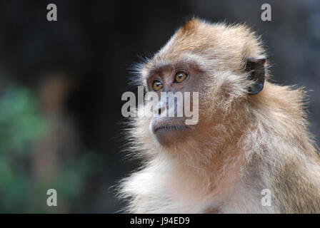 Il thai shear abitanti della giungla Foto Stock