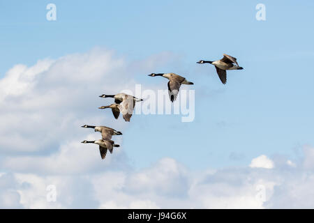 Gruppo o branco di oche del Canada (Branta canadensis) battenti, in volo contro soffici nuvole bianche Foto Stock