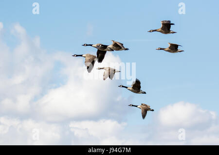 Gruppo o branco di oche del Canada (Branta canadensis) battenti, in volo contro soffici nuvole bianche Foto Stock