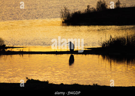 Silhouette di un grigio o airone cinerino (Ardea cinerea) in zone umide delle paludi di ambiente al tramonto Foto Stock