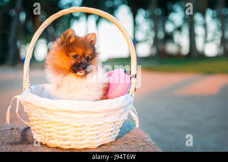 Adorabile cucciolo di Pomerania all'interno di un cesto in vimini con spazio di copia Foto Stock