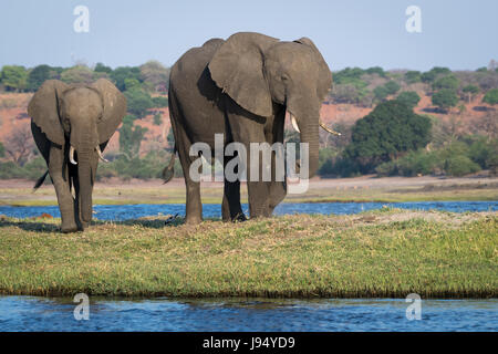 Gli elefanti africani sul fiume Chobe a Kasane, Nambibia Foto Stock