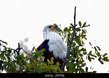 Un pesce africano eagle si siede e attende. Prese 08.04.2017. L'African fish eagle (Haliaeetus vocifer), con la sua apertura alare di 175-210 centimetri, è di medie dimensioni con aquile di pesce. Gli uccelli spesso siedono nel treetops vicino all'acqua nel loro africana di zone di insediamento, dove possono mantenere un chiudere gli occhi sul loro territorio di caccia. L'uccello da preda, classificati come 'non in via di estinzione", è uno degli animali ufficiale della Namibia ed è l'unico animale ufficiale del sud Sudan. Foto: Matthias Toedt/dpa-Zentralbild/ZB | Utilizzo di tutto il mondo Foto Stock