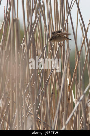 Comune di Reed Bunting sulla paglia Foto Stock