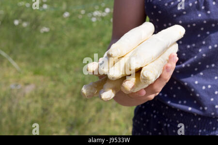 Asparagi bianchi è tenuto in mano Foto Stock