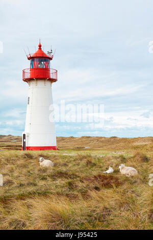 Western il faro in dune di elenco, Sylt. Edificio più settentrionale e il più antico faro in Germania. Pecore in primo piano. Foto Stock