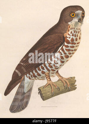 Ninox scutulata 1838 (1) Foto Stock