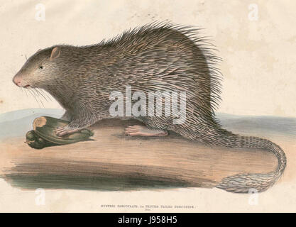 Il Trichys fasciculata, noto anche come lo scoiattolo di Hardwicke, è una specie di scoiattolo di alberi originaria del sud-est asiatico, che si trova principalmente in Malesia e Indonesia. È riconosciuta per la sua lunga coda cespugliosa e la sua caratteristica pelliccia. Foto Stock