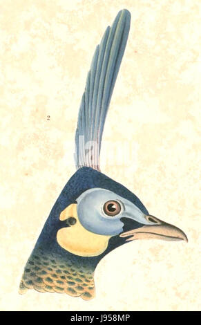 *Pavo muticus*, noto anche come la gallina verde, è una specie di uccelli nativi del sud-est asiatico. L'uccello si distingue per il suo piumaggio verde vivace ed è considerato una specie a rischio di estinzione a causa della perdita dell'habitat e del bracconaggio. Foto Stock