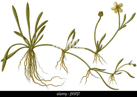 Ranunculus flammula Sturm46 Foto Stock