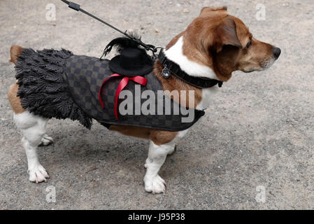 Leipzig, Germania. 5 Giugno, 2017. Un visitatore del cane al 'Wave Gotik Treffen" (lit. 'Wave Goth riunione", WGT) di Lipsia, in Germania, il 5 giugno 2017. Migliaia di seguaci di "scena nera' riunisce annualmente a Lipsia. Circa 20.000 partecipanti sono attesi al festival di quest'anno. Foto: Peter Endig/dpa-Zentralbild/dpa/Alamy Live News Foto Stock