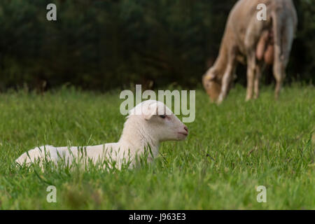 Agnello bianco si trova in erba (Prato) Foto Stock