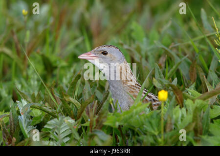 Re di quaglie ( Crex crex ), Re di Quaglie, o Landrail, Crex crex chiamando e rintanato nel lungo erba di prato su North Uist, Ebridi Esterne Foto Stock