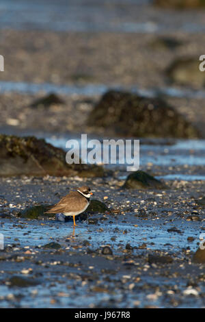 Semipalmated plover, punto San Giorgio Area Patrimonio, Crescent City, California Foto Stock