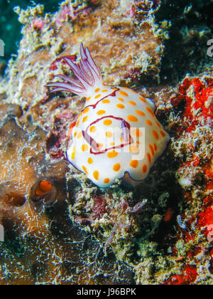 Foto subacquee di Chromodoris annulata Nudibranch, Mare Slug Foto Stock