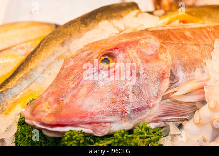 Borough Market London elegante pesce alimentare pescivendolo Cornish Grondin Mare Robin Foto Stock