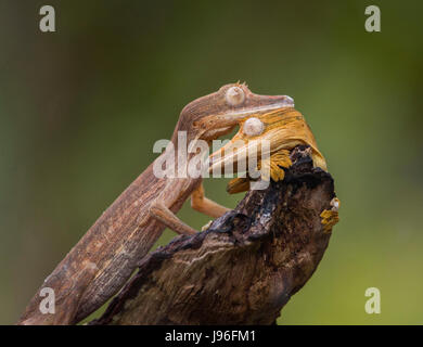 Due geco dalla coda di foglie seduti su un ramo. prospettiva insolita. Madagascar. Foto Stock