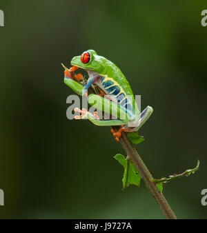 Red-eyed Raganella aggrappato a un ramo Foto Stock