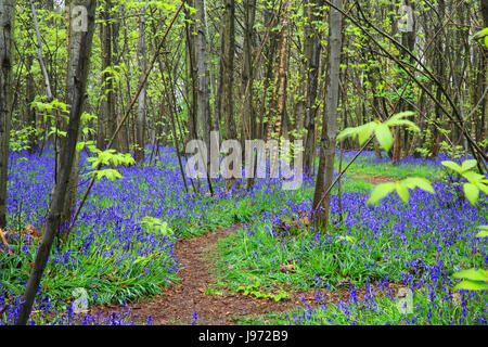 Bluebells, in Kings boschi, Challock, vicino a Wye, nel Kent, Regno Unito Foto Stock