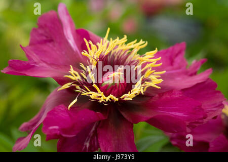 Paeonia intersezione 'mattina lilla' Fiore. Foto Stock