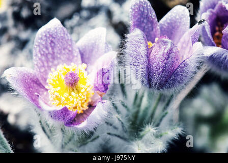 Rugiadoso viola Pulsatilla slavica nella primavera del prato. Blue foto filtro. Stagionale scena naturale. Foto Stock