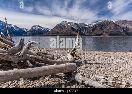 Il lago Jackson, Wyoming con Teton Mountains in background. e driftwood in primo piano. Foto Stock