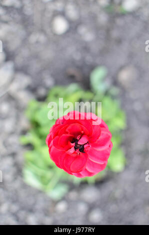 Ranuncolo rosso closeup o Ranunculus fiore a molla Foto Stock