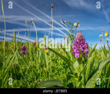 Habitat DEL REGNO UNITO & Wildlife: viola sud della palude (orchidea Dactylorhiza Praetermissa) in un prato selvatico, Burley in Wharfedale, West Yorkshire, Inghilterra, Regno Unito Foto Stock