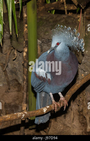 Un Victoria incoronato piccione al Central Park Zoo di New York City Foto Stock