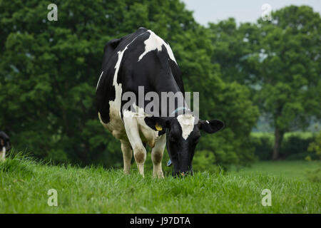 Holstein il frisone bovini da latte che pascolano nella campagna di Kent. Foto Stock