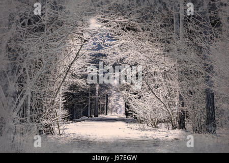 Alberi coperti di neve nella notte invernale Foto Stock