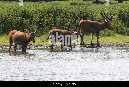 Tre Père David cervi cervi (Elaphurus davidianus) passeggiate in riva al lago. Foto Stock