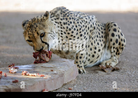 Cheetah alimentazione, Namibia. Foto Stock