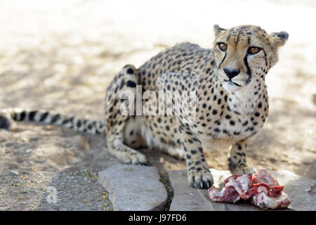 Cheetah alimentazione, Namibia. Foto Stock