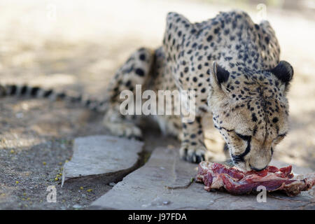 Cheetah alimentazione, Namibia. Foto Stock