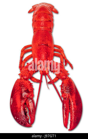 Luminose red lobster, in piena dimensione, isolata contro il bianco coloredbackground Foto Stock